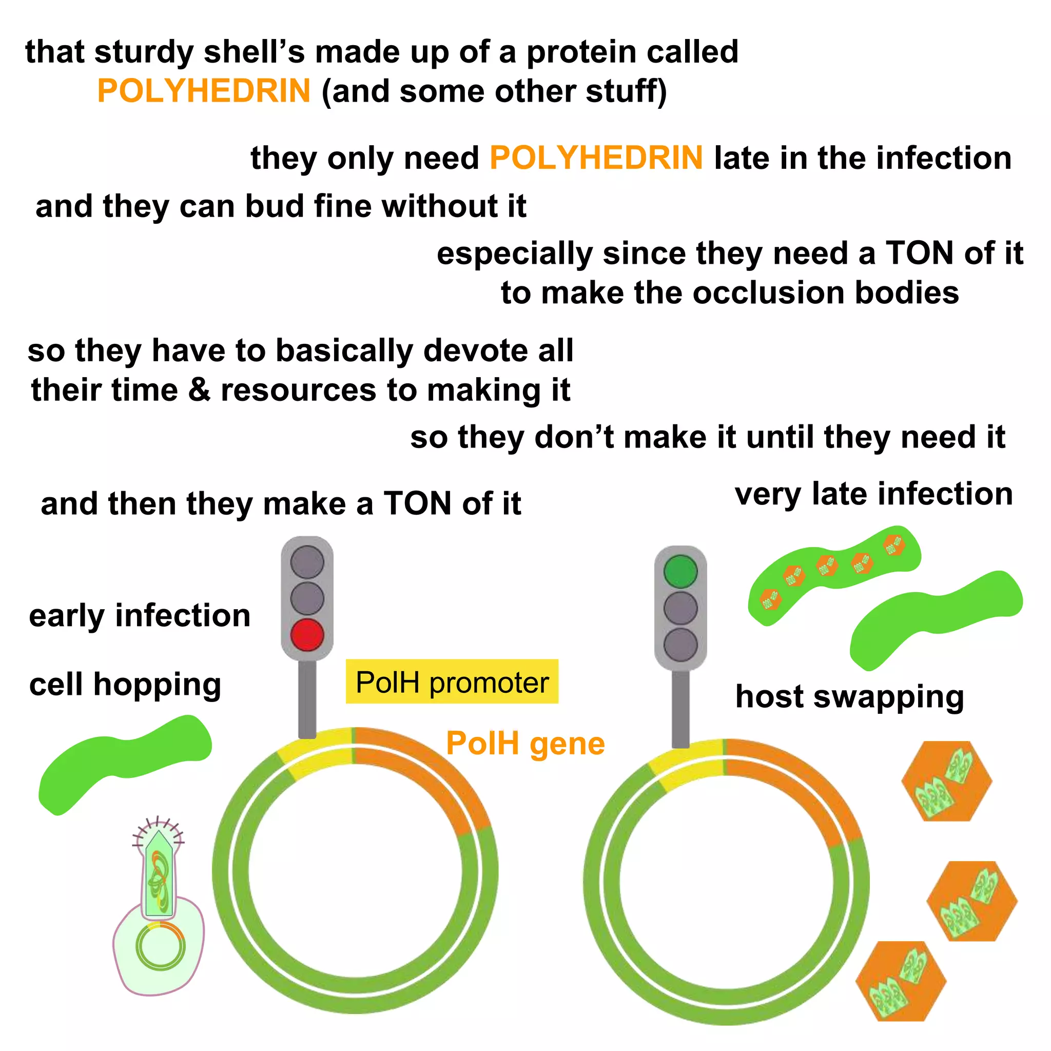 Baculovirus Expression Vector Systems | PPTX