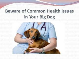 Beware of Common Health Issues
in Your Big Dog
 