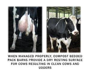 Compost Bedded Pack Barn Design and Management | PDF