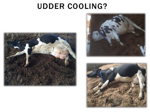 compost dairy barn design compost dairy barn design