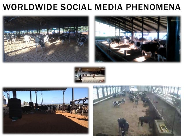Compost Bedded Pack Barn Design And Management