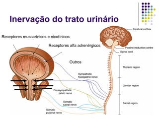 Inervação do trato urinário  Receptores muscarínicos e nicotínicos Receptores alfa adrenérgicos Outros 