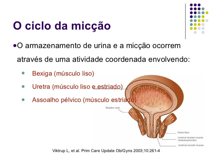 O Que é Conteudo Anecoico Homogeneo Na Bexiga