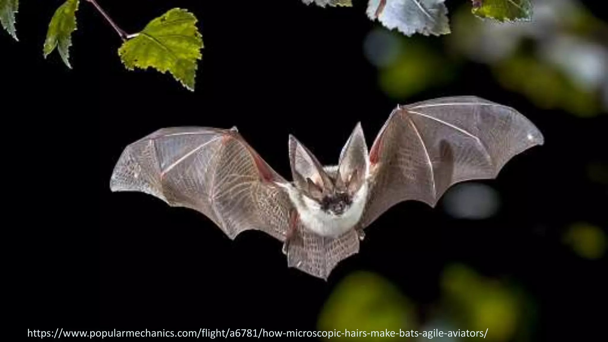 8
https://www.popularmechanics.com/flight/a6781/how-microscopic-hairs-make-bats-agile-aviators/
 
