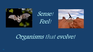 12
Sense!
Feel!
Organisms that evolve!
 