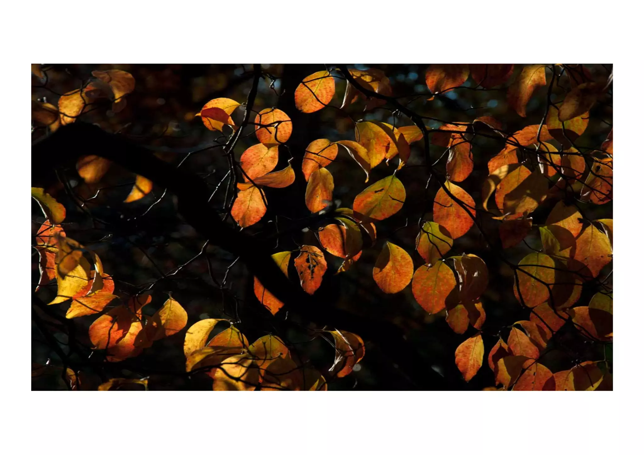 Commute - spirit soared
 