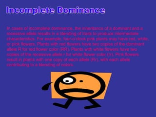 In cases of incomplete dominance, the inheritance of a dominant and a
recessive allele results in a blending of traits to produce intermediate
characteristics. For example, four-o’clock pink plants may have red, white,
or pink flowers. Plants with red flowers have two copies of the dominant
allele R for red flower color (RR). Plants with white flowers have two
copies of the recessive allele r for white flower color (rr). Pink flowers
result in plants with one copy of each allele (Rr), with each allele
contributing to a blending of colors.
 