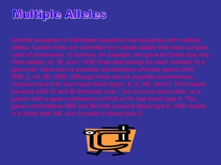 Another exception to Mendelian genetics involves genes with multiple
alleles. Certain traits are controlled by multiple alleles that have complex
rules of dominance. In humans, for example, the gene for blood type has
three alleles: IA, IB, and i. With three alternatives for each member of a
gene pair, there are six possible combinations of these genes (IAIA,
IBIB, ii, IAi, IBi, IAIB). Although there are six possible combinations,
humans have only four major blood types: A, B, AB, and O. This results
because both IA and IB dominate over i, but not over each other, so a
person with a gene combination of IAIA or IAi has blood type A. The
gene combinations IBIB and IBi both produce blood type B. IAIB results
in a blood type AB, and ii results in blood type O.
 