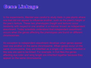 In his experiments, Mendel was careful to study traits in pea plants where
one trait did not appear to influence another, such as the plant’s height or
the pea’s texture. These two phenotypes (height and texture) occur
randomly with respect to one another in a manner known as independent
assortment. Today scientists understand that independent assortment
occurs when the genes affecting the phenotypes are found on different
chromosomes.

An exception to independent assortment develops when genes appear
near one another on the same chromosome. When genes occur on the
same chromosome, they are inherited as a single unit. Genes inherited in
this way are said to be linked. For example, in fruit flies the genes
affecting eye color and wing length are inherited together because they
appear on the same chromosome.
 