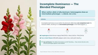 Comprehensive Grade 12 Biology Lesson on Non-Mendelian Inheritance ...