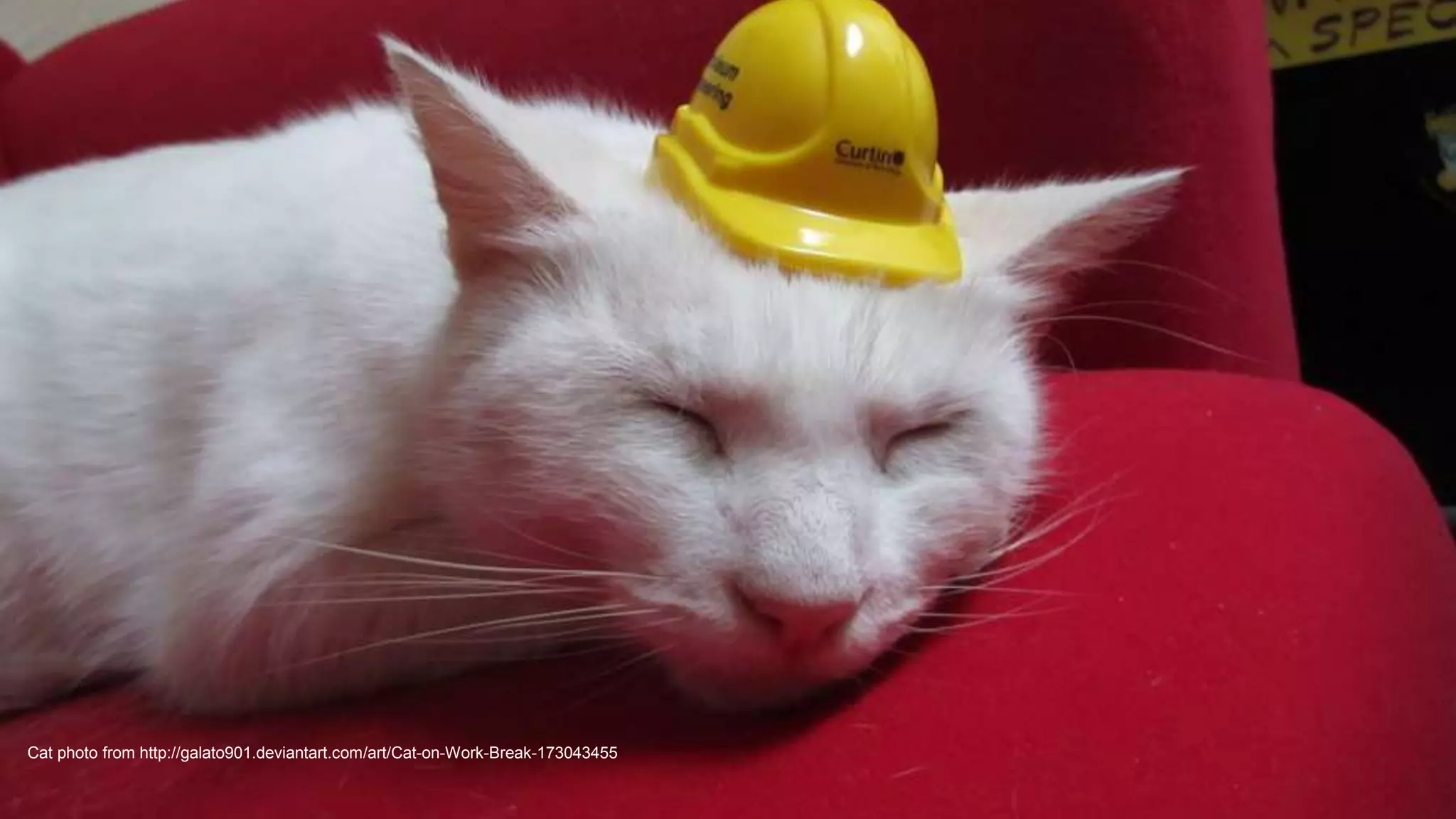 Cat photo from http://galato901.deviantart.com/art/Cat-on-Work-Break-173043455
 