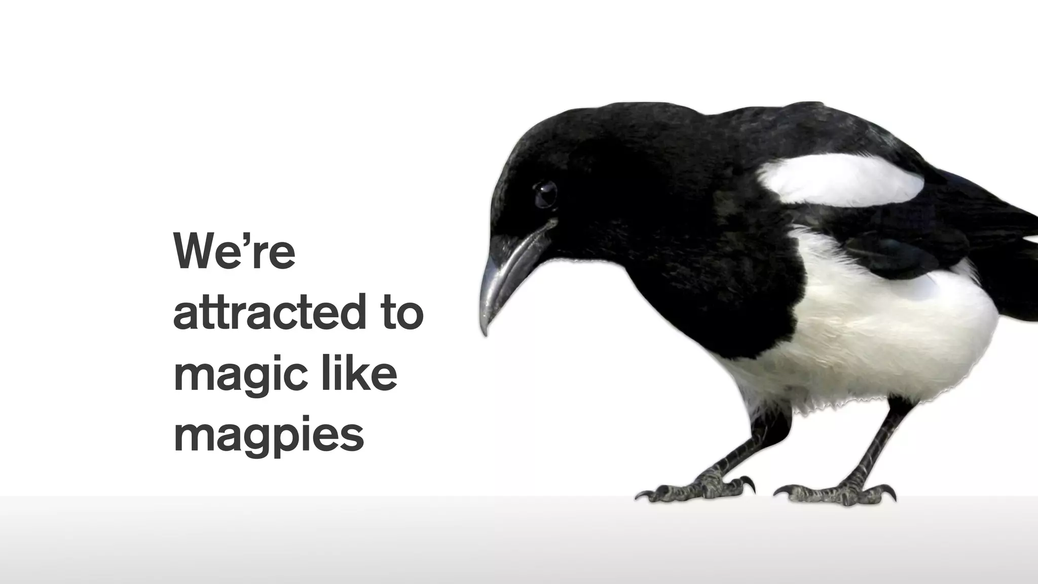 We’re
attracted to
magic like
magpies
 