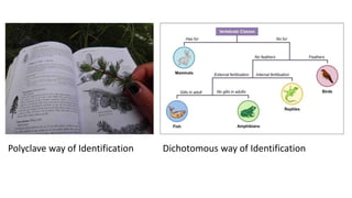 Polyclave way of Identification Dichotomous way of Identification
 