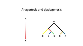Anagenesis and cladogenesis
A
B
B C D E F
A
 