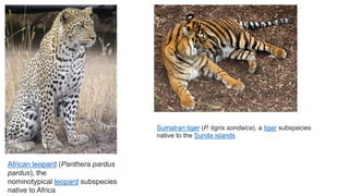 African leopard (Panthera pardus
pardus), the
nominotypical leopard subspecies
native to Africa
Sumatran tiger (P. tigris sondaica), a tiger subspecies
native to the Sunda islands
 