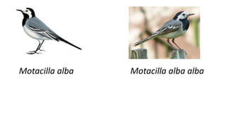 Motacilla alba Motacilla alba alba
 