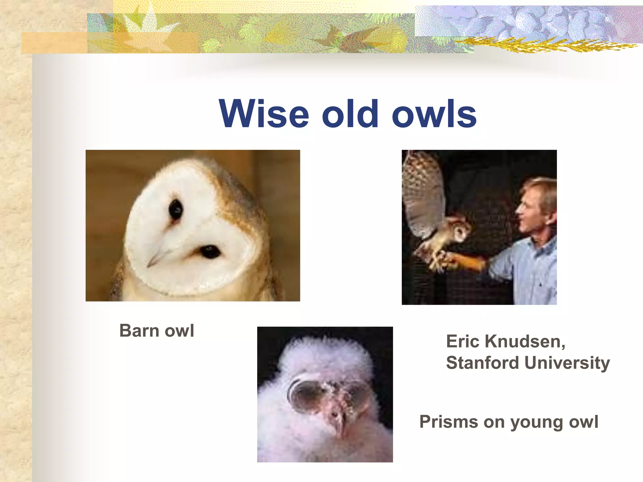 Wise old owls




Barn owl
                       Eric Knudsen,
                       Stanford University


                     Prisms on young owl
 