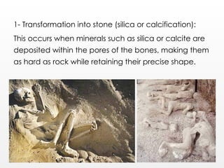 1- Transformation into stone (silica or calcification):
This occurs when minerals such as silica or calcite are
deposited within the pores of the bones, making them
as hard as rock while retaining their precise shape.
 