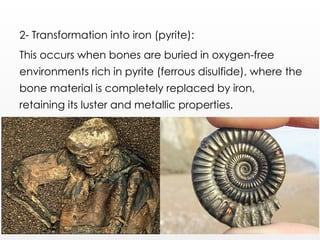 2- Transformation into iron (pyrite):
This occurs when bones are buried in oxygen-free
environments rich in pyrite (ferrous disulfide), where the
bone material is completely replaced by iron,
retaining its luster and metallic properties.
 