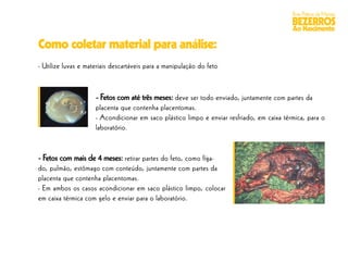 Boas Práticas de Manejo
                                                                                           BEZERROS
                                                                                           Ao Nascimento

Como coletar material para análise:
- Utilize luvas e materiais descartáveis para a manipulação do feto



                     - Fetos com até três meses: deve ser todo enviado, juntamente com partes da
                     placenta que contenha placentomas.
                     - Acondicionar em saco plástico limpo e enviar resfriado, em caixa térmica, para o
                     laboratório.


- Fetos com mais de 4 meses: retirar partes do feto, como fíga-
do, pulmão, estômago com conteúdo, juntamente com partes da
placenta que contenha placentomas.
- Em ambos os casos acondicionar em saco plástico limpo, colocar
em caixa térmica com gelo e enviar para o laboratório.
 