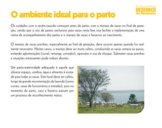 Boas Práticas de Manejo
                                                                                              BEZERROS
O ambiente ideal para o parto                                                                 Ao Nascimento


Os cuidados com o recém-nascido começam antes do parto, com o manejo de vacas no final de gesta-
ção, sendo que o uso de pastos exclusivos para vacas nesta fase visa facilitar a implementação de uma
rotina de acompanhamento dos partos e o manejo de vacas e bezerros ao nascimento.

O manejo de vacas prenhes, especialmente ao final da gestação, deve ocorrer apenas quando for real-
mente necessário. Nestes casos, o manejo deve ser muito calmo, conduzindo as vacas sempre ao passo,
evitando aglomerações (curral, remanga, corredor), agressões e uso de choque. Submeter vacas prenhes
a situações estressantes pode induzir abortos.

Um pasto-maternidade adequado é aquele que
oferece espaço, sombra, água e alimento à vonta-
de para todas as vacas. Este local deve ser calmo,
longe da grande movimentação da fazenda (como
currais, casas de funcionários e estradas), pois no
momento do parto, vaca e bezerro passam por
um processo de reconhecimento mútuo.
 