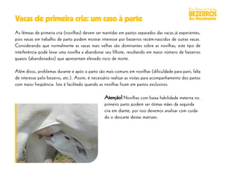 Boas Práticas de Manejo
                                                                                                 BEZERROS
Vacas de primeira cria: um caso à parte                                                          Ao Nascimento

As fêmeas de primeira cria (novilhas) devem ser mantidas em pastos separados das vacas já experientes,
pois vacas em trabalho de parto podem mostrar interesse por bezerros recém-nascidos de outras vacas.
Considerando que normalmente as vacas mais velhas são dominantes sobre as novilhas, este tipo de
interferência pode levar uma novilha a abandonar seu filhote, resultando em maior número de bezerros
guaxos (abandonados) que apresentam elevado risco de morte.

Além disso, problemas durante e após o parto são mais comuns em novilhas (dificuldade para parir, falta
de interesse pelo bezerro, etc.). Assim, é necessário realizar as visitas para acompanhamento dos partos
com maior freqüência. Isto é facilitado quando as novilhas ficam em pastos exclusivos.

                                                  Atenção! Novilhas com baixa habilidade materna no
                                                  primeiro parto podem ser ótimas mães da segunda
                                                  cria em diante, por isso devemos analisar com cuida-
                                                  do o descarte destas matrizes.
 