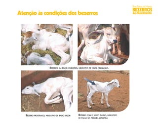 Boas Práticas de Manejo
                                                                                             BEZERROS
Atenção às condições dos bezerros                                                            Ao Nascimento




                          BEZERROS EM BOAS CONDIÇÕES, INDICATIVO DE VIGOR ADEQUADO.




   BEZERRO PROSTRADO, INDICATIVO DE BAIXO VIGOR      BEZERRO COM O VAZIO FUNDO, INDICATIVO
                                                     DE FALHA NA PRIMEIRA MAMADA
 