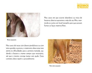 Boas Práticas de Manejo
                                                                                                    BEZERROS
                                                                                                    Ao Nascimento




                                                        Nos casos em que ocorrer abandono ou troca de
                                                        bezerros deve-se aproximar a mãe de seu filho, man-
                                                        tendo-os juntos em local tranqüilo para que possam
                                                        formar os laços materno-filiais.




 TETOS MAMADOS


Nos casos de vacas com úberes pendulosos ou com
tetos grandes e grossos, o materneiro deve estar mais
atento às dificuldades para a primeira mamada, aju-
dando o bezerro a mamar sempre que necessário,
até que o mesmo consiga mamar sem ajuda. Caso
contrário deve repetir o procedimento.


                                                               TETO NÃO MAMADO
 