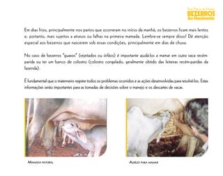 Boas Práticas de Manejo
                                                                                                       BEZERROS
                                                                                                       Ao Nascimento

Em dias frios, principalmente nos partos que ocorreram no início da manhã, os bezerros ficam mais lentos
e, portanto, mais sujeitos a atrasos ou falhas na primeira mamada. Lembre-se sempre disso! Dê atenção
especial aos bezerros que nascerem sob essas condições, principalmente em dias de chuva.

No caso de bezerros “guaxos” (rejeitados ou órfãos) é importante ajudá-los a mamar em outra vaca recém-
parida ou ter um banco de colostro (colostro congelado, geralmente obtido das leiteiras recém-paridas da
fazenda).

É fundamental que o materneiro registre todos os problemas ocorridos e as ações desenvolvidas para resolvê-los. Estas
informações serão importantes para as tomadas de decisões sobre o manejo e os descartes de vacas.




  MAMADA NATURAL                                                  AUXÍLIO PARA MAMAR
 