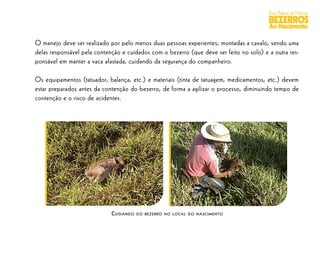 Boas Práticas de Manejo
                                                                                         BEZERROS
                                                                                         Ao Nascimento

O manejo deve ser realizado por pelo menos duas pessoas experientes, montadas a cavalo, sendo uma
delas responsável pela contenção e cuidados com o bezerro (que deve ser feito no solo) e a outra res-
ponsável em manter a vaca afastada, cuidando da segurança do companheiro.

Os equipamentos (tatuador, balança, etc.) e materiais (tinta de tatuagem, medicamentos, etc.) devem
estar preparados antes da contenção do bezerro, de forma a agilizar o processo, diminuindo tempo de
contenção e o risco de acidentes.




                             CUIDANDO   DO BEZERRO NO LOCAL DO NASCIMENTO
 