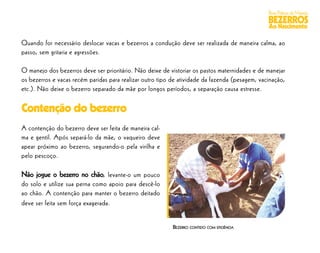 Boas Práticas de Manejo
                                                                                                BEZERROS
                                                                                                Ao Nascimento

Quando for necessário deslocar vacas e bezerros a condução deve ser realizada de maneira calma, ao
passo, sem gritaria e agressões.

O manejo dos bezerros deve ser prioritário. Não deixe de vistoriar os pastos maternidades e de manejar
os bezerros e vacas recém paridas para realizar outro tipo de atividade da fazenda (pesagem, vacinação,
etc.). Não deixe o bezerro separado da mãe por longos períodos, a separação causa estresse.

Contenção do bezerro
A contenção do bezerro deve ser feita de maneira cal-
ma e gentil. Após separá-lo da mãe, o vaqueiro deve
apear próximo ao bezerro, segurando-o pela virilha e
pelo pescoço.

Não jogue o bezerro no chão, levante-o um pouco
do solo e utilize sua perna como apoio para descê-lo
ao chão. A contenção para manter o bezerro deitado
deve ser feita sem força exagerada.


                                                           BEZERRO CONTIDO COM EFICIÊNCIA
 
