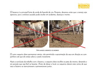 Boas Práticas de Manejo
                                                                                          BEZERROS
                                                                                          Ao Nascimento

O bezerro é a principal fonte de renda da fazenda de cria. Portanto, devemos evitar que o manejo seja
agressivo, pois o estresse causado pode resultar em acidentes, doenças e mortes.




                                   EVITE MANEJOS AGRESSIVOS AOS BEZERROS

O outro vaqueiro deve permanecer atento, não permitindo a aproximação da vaca em direção ao com-
panheiro até que ele esteja sobre o cavalo novamente.

Após a conclusão do trabalho com o bezerro, o vaqueiro deve recolher as patas do mesmo, deixando-o
em posição que seja fácil se levantar. Antes de deixar o local, os vaqueiros devem estar certos de que
vaca e bezerro se reencontraram e permaneceram juntos.
 