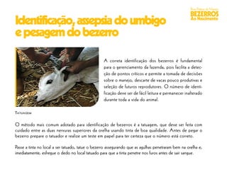 Boas Práticas de Manejo
                                                                                                     BEZERROS
Identificação, assepsia do umbigo                                                                    Ao Nascimento


e pesagem do bezerro

                                                   A correta identificação dos bezerros é fundamental
                                                   para o gerenciamento da fazenda, pois facilita a detec-
                                                   ção de pontos críticos e permite a tomada de decisões
                                                   sobre o manejo, descarte de vacas pouco produtivas e
                                                   seleção de futuros reprodutores. O número de identi-
                                                   ficação deve ser de fácil leitura e permanecer inalterado
                                                   durante toda a vida do animal.

TA T U A G E M


O método mais comum adotado para identificação de bezerros é a tatuagem, que deve ser feita com
cuidado entre as duas nervuras superiores da orelha usando tinta de boa qualidade. Antes de pegar o
bezerro prepare o tatuador e realize um teste em papel para ter certeza que o número está correto.

Passe a tinta no local a ser tatuado, tatue o bezerro assegurando que as agulhas penetraram bem na orelha e,
imediatamente, esfregue o dedo no local tatuado para que a tinta penetre nos furos antes de sair sangue.
 