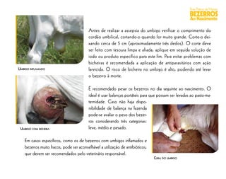 Boas Práticas de Manejo
                                                                                                    BEZERROS
                                                                                                    Ao Nascimento

                                         Antes de realizar a assepsia do umbigo verificar o comprimento do
                                         cordão umbilical, cortando-o quando for muito grande. Corte-o dei-
                                         xando cerca de 5 cm (aproximadamente três dedos). O corte deve
                                         ser feito com tesoura limpa e afiada, aplique em seguida solução de
                                         iodo ou produto específico para este fim. Para evitar problemas com
                                         bicheiras é recomendada a aplicação de antiparasitários com ação
UMBIGO INFLAMADO                         larvicida. O risco de bicheira no umbigo é alto, podendo até levar
                                         o bezerro à morte.

                                         É recomendado pesar os bezerros no dia seguinte ao nascimento. O
                                         ideal é usar balanças portáteis para que possam ser levadas ao pasto-ma-
                                         ternidade. Caso não haja dispo-
                                         nibilidade de balança na fazenda
                                         pode-se avaliar o peso dos bezer-
                                         ros considerando três categorias:
 UMBIGO COM BICHEIRA                     leve, médio e pesado.

   Em casos especíﬁcos, como os de bezerros com umbigos inﬂamados e
   bezerros muito fracos, pode ser aconselhável a utilização de antibióticos,
   que devem ser recomendados pelo veterinário responsável.
                                                                                CURA DO UMBIGO
 