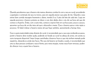 Boas Práticas de Manejo
                                                                                          BEZERROS
                                                                                          Ao Nascimento

Quando percebermos que o bezerro não mamou devemos conduzi-lo com a vaca ao curral, procedendo
a apartação e contenção da vaca no tronco, para em seguida amarrar suas patas de trás. Quando a vaca
estiver bem contida massageie levemente o úbere, tirando 2 ou 3 jatos de leite de cada teto. Logo em
seguida posicione o bezerro próximo ao úbere e com dois dedos alise o céu de sua boca até que ele
comece a chupá-los. Então, com a outra mão, comece a espirrar leite em sua boca para, pouco a pouco,
aproximar sua boca de um dos tetos até que o abocanhe e mame. Caso o bezerro perca o teto repita o
processo. O ideal é deixar o bezerro mamar até que fique satisfeito, apresentando a barriga cheia.

Caso o pasto-maternidade esteja distante do curral, é recomendado que a vaca seja conduzida ao passo,
porém o bezerro deve receber ajuda, podendo ser levado ao curral na cabeça do arreio, em carreta ou
outro transporte disponível. Impor longas caminhadas a bezerros fracos e que não tenham mamado pode
esgotá-los, deixando-os ainda mais fracos. No caso do bezerro ser levado a cavalo, é recomendado que
uma ou duas pessoas conduzam a vaca à frente, pois nesta situação, muitas vacas ficam nervosas, poden-
do oferecer risco a quem leva o bezerro.
 
