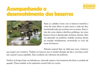 Boas Práticas de Manejo
                                                                                              BEZERROS
Acompanhando o                                                                                Ao Nascimento


desenvolvimento dos bezerros
                                            Após os cuidados iniciais com os bezerros mantenha a
                                            rotina de visitas diárias ou pelo menos a cada três dias,
                                            monitorando tudo que acontece com os animais. Estas vi-
                                            sitas têm como objetivo identificar problemas, tais como
                                            bezerros fracos e abandonados, bicheiras, diarréias. Uma
                                            vez detectado um problema, medidas corretivas devem
                                            ser tomadas imediatamente, minimizando os riscos de
                                            morte de bezerros.

                                              Atenção especial deve ser dada para vacas e bezerros
que mugem com insistência. Também aos bezerros que se mantém afastados da mãe e com baixa condi-
ção corporal e pouca agilidade. Estas condições são indicativas de problemas.

Verificar se há água limpa nos bebedouros, checando sempre o funcionamento das bóias e condição de
aguadas. Checar também se há suplemento mineral (sal) nos cochos.
 