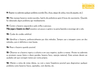 Boas Práticas de Manejo
                                                                                                            BEZERROS
                                                                                                            Ao Nascimento

9- Registrar na caderneta qualquer problema ocorrido (frio, chuva, ataque de urubus, troca de piquetes, etc.).

10- Não manejar bezerros recém-nascidos, fazê-lo de preferência após 6 horas do nascimento. Quando
for detectado algum problema agir imediatamente.

11- Conter o bezerro segurando-o pela virilha e pescoço.
Não jogue o bezerro no chão! Levante-o um pouco e apóie-o na perna fazendo-o escorregar até o solo.

12- Cuidar do cordão umbilical.

13- Identificar o bezerro, preferencialmente por dois métodos. Sempre usar a tatuagem como um dos
métodos, pois é definitiva e mais barata.

14- Pesar o bezerro quando possível.

15- Observar se o bezerro ingeriu o colostro e em caso negativo, ajude-o a mamar. Anotar na caderneta
as prováveis causas (tetos e úbere grandes, bezerro fraco, rejeição materna). Estes animais devem ser
ajudados até que consigam mamar por conta própria.

16- Manter a rotina de visitas diárias, ou com a maior freqüência possível para diagnosticar qualquer
problema como bezerros fracos, apartados, com diarréia, etc.
 