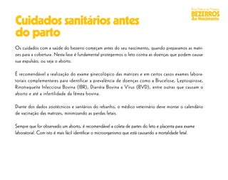 Boas Práticas de Manejo
                                                                                                    BEZERROS
Cuidados sanitários antes                                                                           Ao Nascimento


do parto
Os cuidados com a saúde do bezerro começam antes do seu nascimento, quando preparamos as matri-
zes para a cobertura. Nesta fase é fundamental protegermos o feto contra as doenças que podem causar
sua expulsão, ou seja o aborto.

É recomendável a realização do exame ginecológico das matrizes e em certos casos exames labora-
toriais complementares para identificar a prevalência de doenças como a Brucelose, Leptospirose,
Rinotraqueíte Infecciosa Bovina (IBR), Diarréia Bovina a Vírus (BVD), entre outras que causam o
aborto e até a infertilidade da fêmea bovina.

Diante dos dados zootécnicos e sanitários do rebanho, o médico veterinário deve montar o calendário
de vacinação das matrizes, minimizando as perdas fetais.

Sempre que for observado um aborto, é recomendável a coleta de partes do feto e placenta para exame
laboratorial. Com isto é mais fácil identiﬁcar o microorganismo que está causando a mortalidade fetal.
 