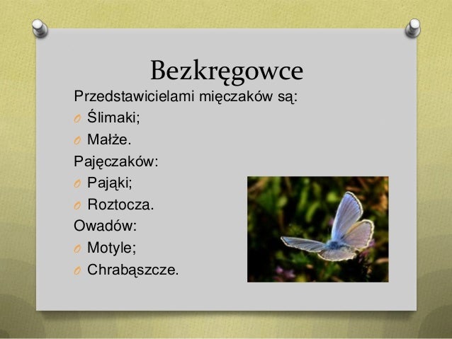 Bezkręgowce polski
