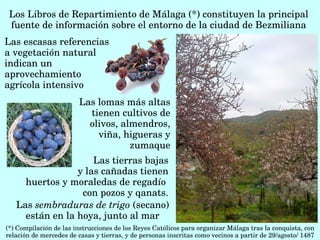 Las escasas referencias 
a vegetación natural 
indican un 
aprovechamiento 
agrícola intensivo  
(*) Compilación de las instrucciones de los Reyes Católicos para organizar Málaga tras la conquista, con 
relación de mercedes de casas y tierras, y de personas inscritas como vecinos a partir de 29/agosto/ 1487
Los Libros de Repartimiento de Málaga (*) constituyen la principal 
fuente de información sobre el entorno de la ciudad de Bezmiliana
Las lomas más altas 
tienen cultivos de 
olivos, almendros, 
viña, higueras y 
zumaque
Las tierras bajas
 y las cañadas tienen
huertos y moraledas de regadío 
con pozos y qanats.
Las sembraduras de trigo (secano) 
están en la hoya, junto al mar
 
