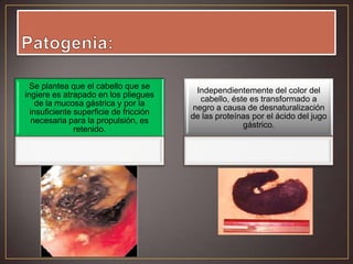 Se plantea que el cabello que se
ingiere es atrapado en los pliegues
de la mucosa gástrica y por la
insuficiente superficie de fricción
necesaria para la propulsión, es
retenido.

Independientemente del color del
cabello, éste es transformado a
negro a causa de desnaturalización
de las proteínas por el ácido del jugo
gástrico.

 