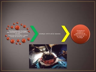Tricobezoares por tricofagia
Mas frecuente en mujeres entre 20 a
30 años.
Trastornos emocionales o retardo
mental, se comen su pelo.

constituye el 50 % de los bezoares.

. El tamaño es
variable en
dependencia del
tiempo de evolución y
del hábito de
tricofagia.

 