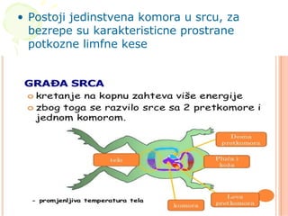 • Postoji jedinstvena komora u srcu, za
bezrepe su karakteristicne prostrane
potkozne limfne kese
 