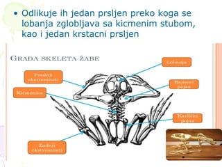 • Odlikuje ih jedan prsljen preko koga se
lobanja zglobljava sa kicmenim stubom,
kao i jedan krstacni prsljen
 