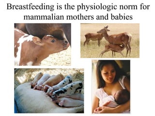 Breastfeeding is the physiologic norm for
mammalian mothers and babies
 