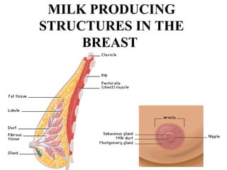 MILK PRODUCING
STRUCTURES IN THE
BREAST
 
