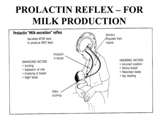 PROLACTIN REFLEX – FOR
MILK PRODUCTION
 