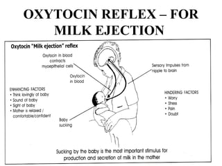 OXYTOCIN REFLEX – FOR
MILK EJECTION
 
