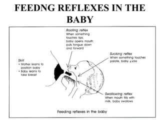 FEEDNG REFLEXES IN THE
BABY
 