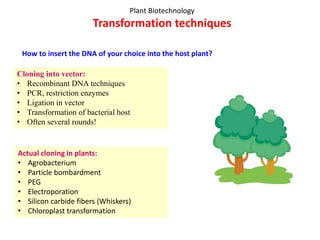 Plant Biotechnology
Transformation techniques
Actual cloning in plants:
• Agrobacterium
• Particle bombardment
• PEG
• Electroporation
• Silicon carbide fibers (Whiskers)
• Chloroplast transformation
How to insert the DNA of your choice into the host plant?
Cloning into vector:
• Recombinant DNA techniques
• PCR, restriction enzymes
• Ligation in vector
• Transformation of bacterial host
• Often several rounds!
 